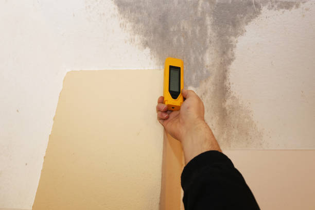 Best Attic Mold Removal  in Southern Pines, NC
