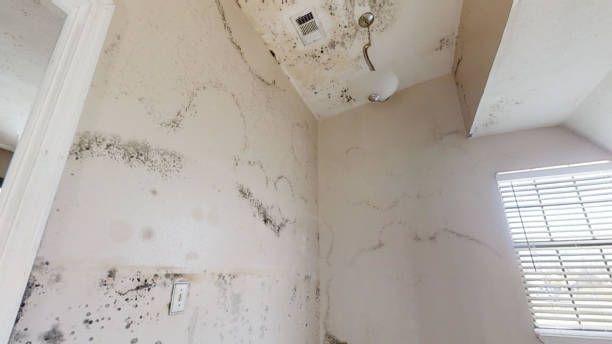 Best Asbestos and Lead Testing During Mold Inspection  in Southern Pines, NC